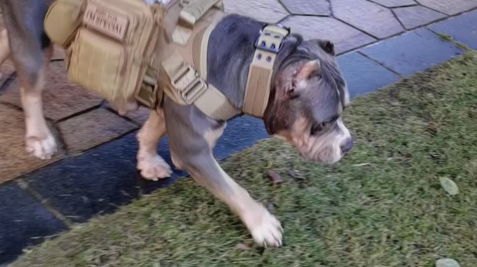 Tactical Companion: The Ultimate Adventure Dog Vest